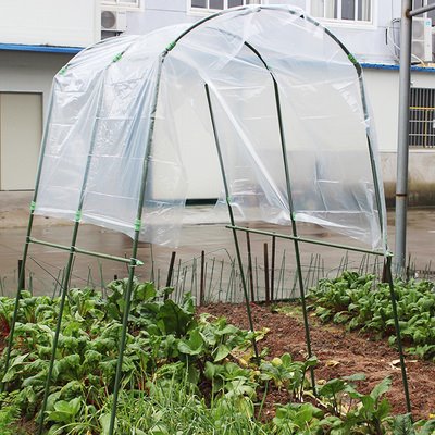 Green house tomatoes PDT030- 01